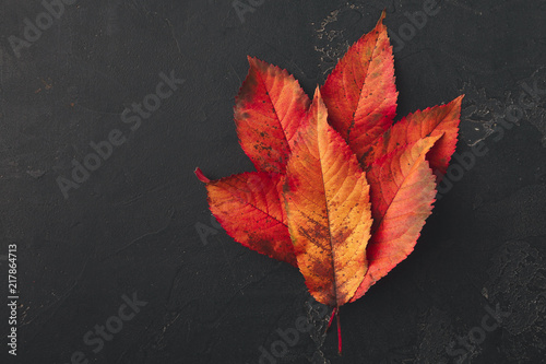 Autumn seasonal background, red ash leaves