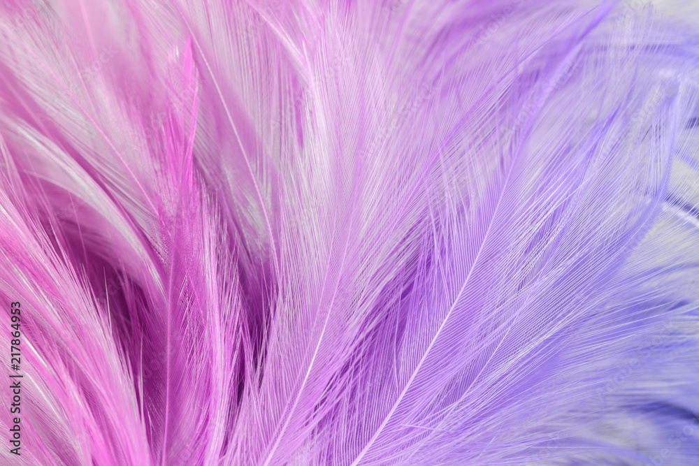 Obraz premium Pastel colored of chicken feathers in soft and blur style for the background