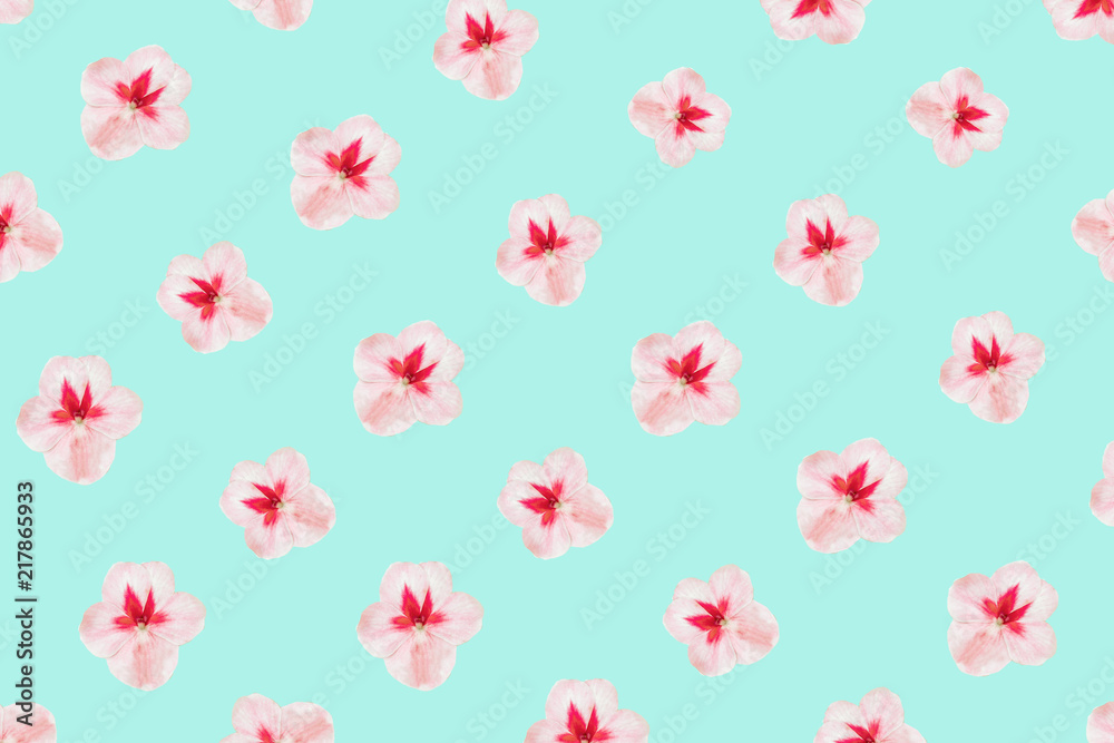 Delicate pink white flowers isolated on a turquoise background, texture, macro, art, minimal