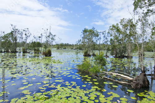 Landscape in Cattai Wetlands in Australia