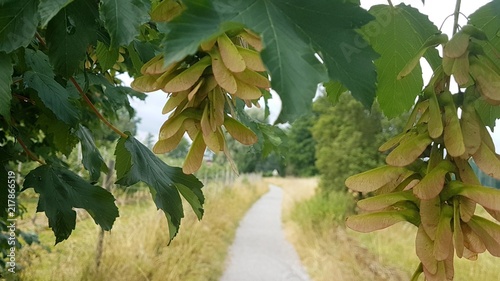 Ahorn Feldweg