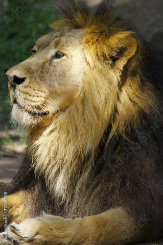 L  we  Panthera leo  Portrait