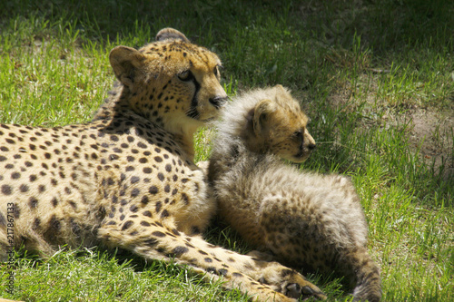 Gepard  (Acinonyx jubatus) mit Jungtier