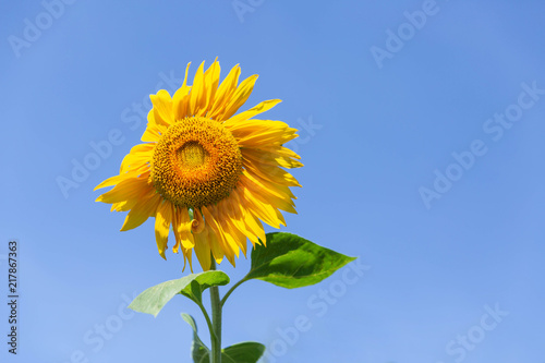 Beautiful sunflower on the blue sky