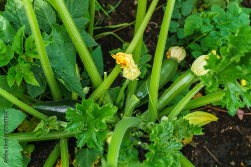Ripe organic zucchini in garden ready to harvest