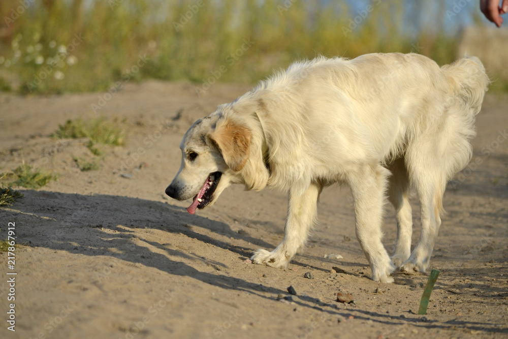 Sunstroke, health of pets in the summer. Labrador retriever. How to protect your dog from overheating.Training of dogs. Young energetic dog on a walk. Whiskers, portrait, closeup. Enjoying, playing Sunstroke, health of pets in the summer. Labrador retriever. How to protect your dog from overheating.Training of dogs. Young energetic dog on a walk. Whiskers, portrait, closeup. Enjoying, playing