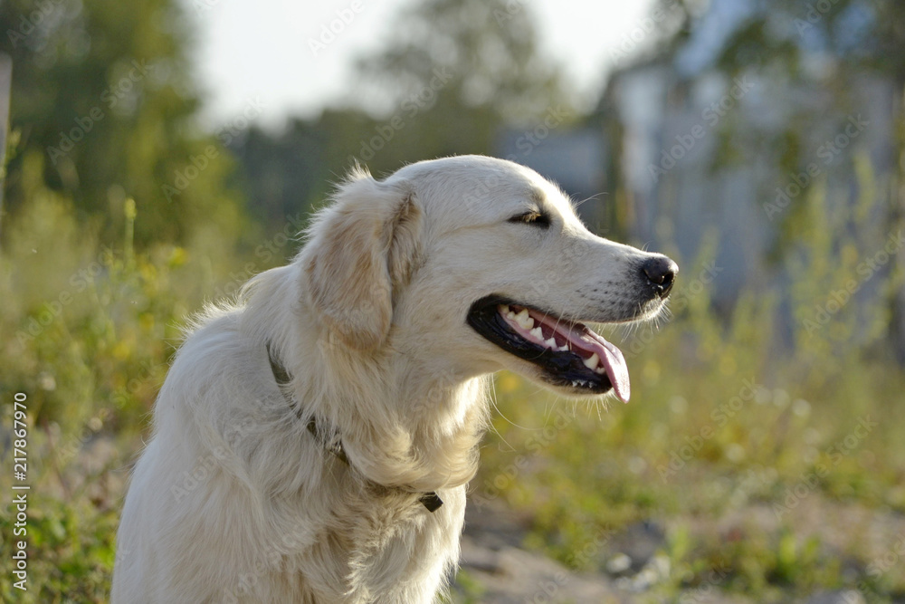 Sunstroke, health of pets in the summer. Labrador retriever. How to protect your dog from overheating.Training of dogs. Young energetic dog on a walk. Whiskers, portrait, closeup. Enjoying, playing Sunstroke, health of pets in the summer. Labrador retriever. How to protect your dog from overheating.Training of dogs. Young energetic dog on a walk. Whiskers, portrait, closeup. Enjoying, playing
