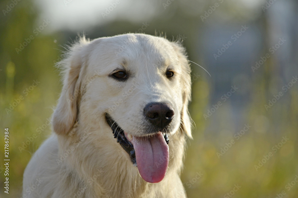 Sunstroke, health of pets in the summer. Labrador retriever. How to protect your dog from overheating.Training of dogs. Young energetic dog on a walk. Whiskers, portrait, closeup. Enjoying, playing Sunstroke, health of pets in the summer. Labrador retriever. How to protect your dog from overheating.Training of dogs. Young energetic dog on a walk. Whiskers, portrait, closeup. Enjoying, playing