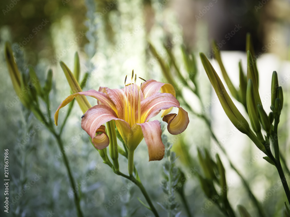 Obraz premium Lily (Hemerocallis fulva), beautiful orange flower blooming in the garden