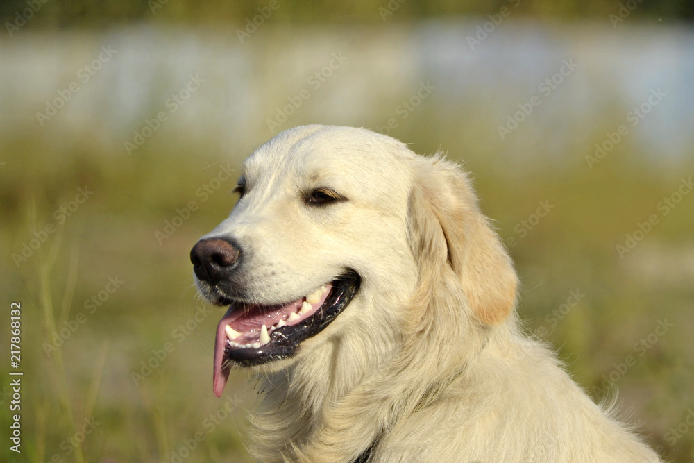 Sunstroke, health of pets in the summer. Labrador retriever. How to protect your dog from overheating.Training of dogs. Young energetic dog on a walk. Whiskers, portrait, closeup. Enjoying, playing Sunstroke, health of pets in the summer. Labrador retriever. How to protect your dog from overheating.Training of dogs. Young energetic dog on a walk. Whiskers, portrait, closeup. Enjoying, playing