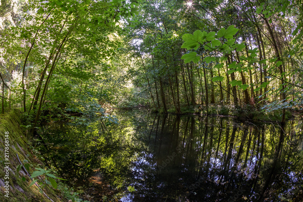 small pond in the forest small pond in the forest