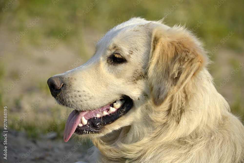 Sunstroke, health of pets in the summer. Labrador retriever. How to protect your dog from overheating.Training of dogs. Young energetic dog on a walk. Whiskers, portrait, closeup. Enjoying, playing Sunstroke, health of pets in the summer. Labrador retriever. How to protect your dog from overheating.Training of dogs. Young energetic dog on a walk. Whiskers, portrait, closeup. Enjoying, playing