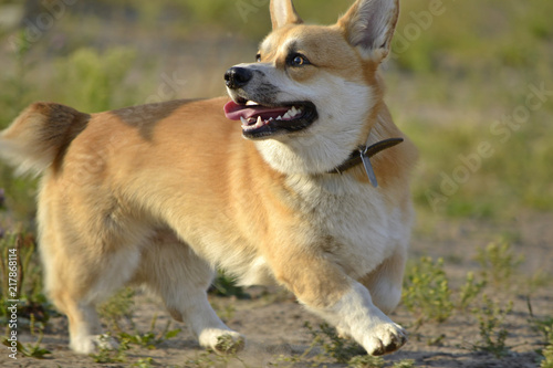 Sunstroke, health of pets in the summer. Corgi pembroke. How to protect your dog from overheating.Training of dogs. Young energetic dog on a walk. Whiskers, portrait, closeup. Enjoying, playing, run