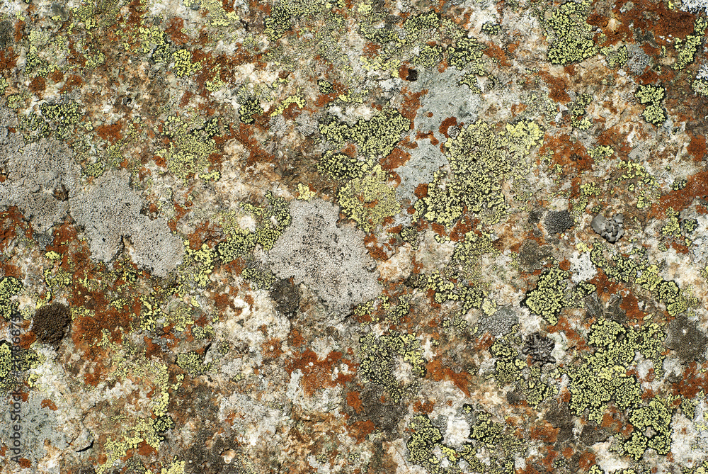 background, texture - surface of wild stone, covered with multi-colored lichen