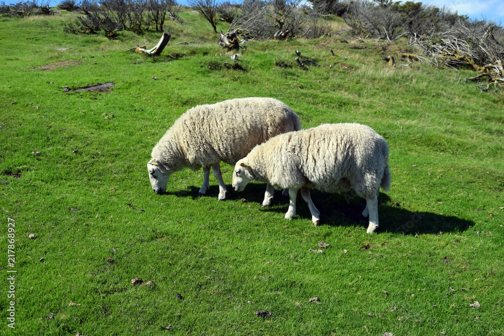 Fototapeta premium A herd of sheep graze on the green slope of the hill. Sheep breeding in Norway.