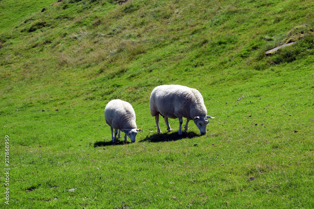 White sheep and lamb graze on the green slope of the hill. Sheep breeding in Norway. White sheep and lamb graze on the green slope of the hill. Sheep breeding in Norway.
