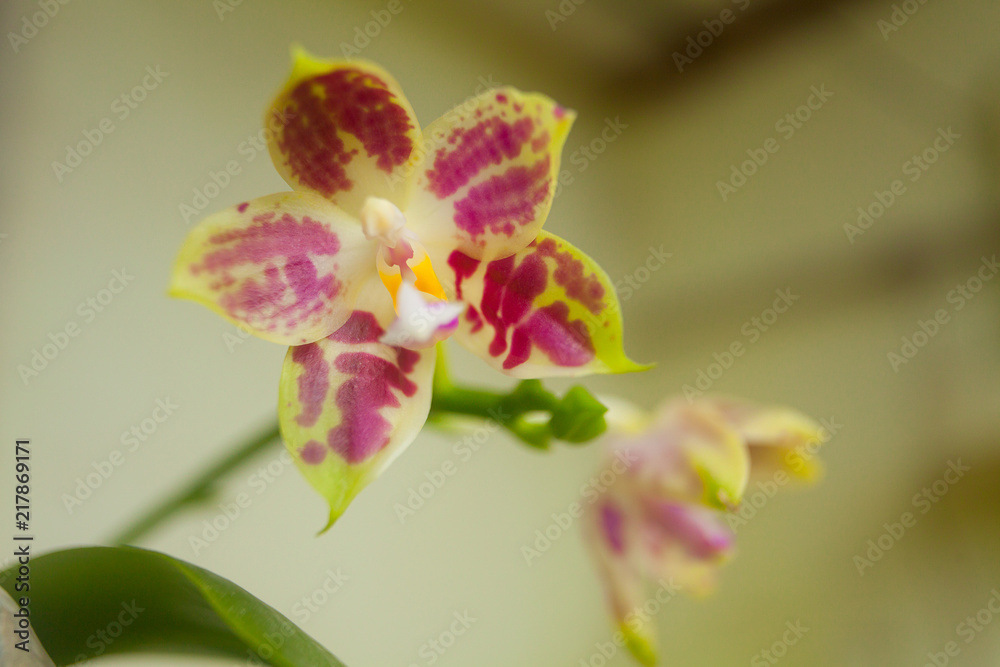 Beautiful rare orchid in pot on blurred background Beautiful rare orchid in pot on blurred background