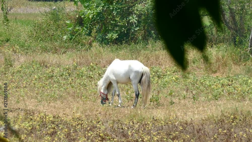 horse grazing and eating grass in meadow horse grazing and eating grass in meadow
