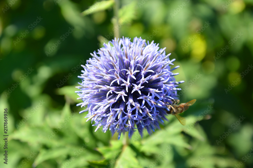 Echinops, cue, ball, blue, ball, beeflower, thistle, nature, purple, plant, green, summer, flowers, spring, macro, blossom, garden, bloom, flora, closeup, pink, dandelion, wild, beautiful, beauty, blu Echinops, cue, ball, blue, ball, beeflower, thistle, nature, purple, plant, green, summer, flowers, spring, macro, blossom, garden, bloom, flora, closeup, pink, dandelion, wild, beautiful, beauty, blu