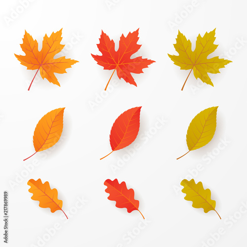Seet of autumn leaves, isolated on white background. Vector illustrator