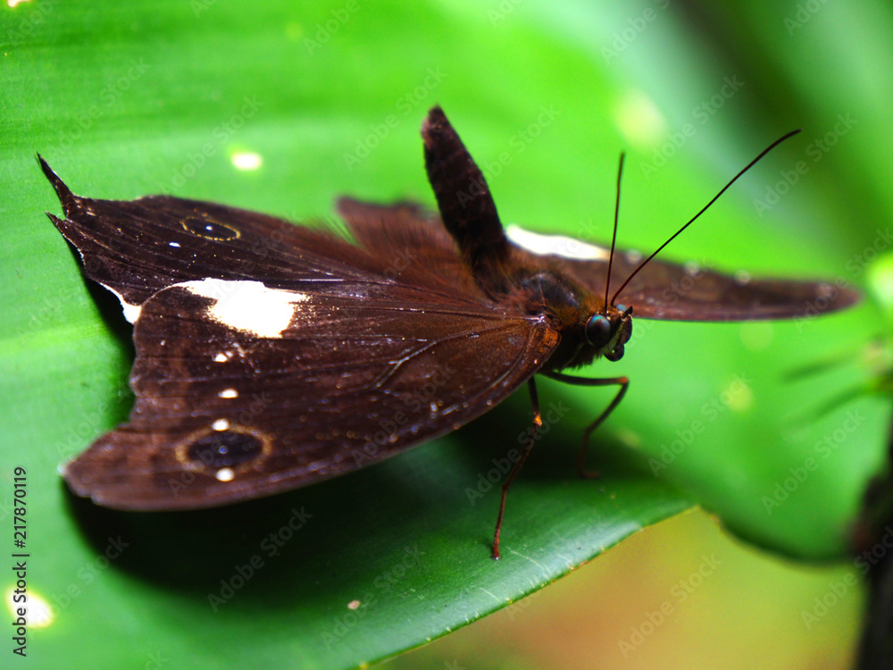 Obraz premium Closeup of butterfly