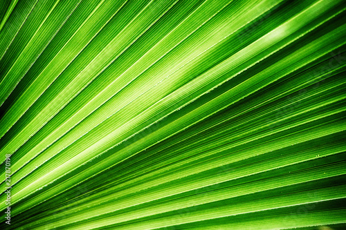 palm leaves texture