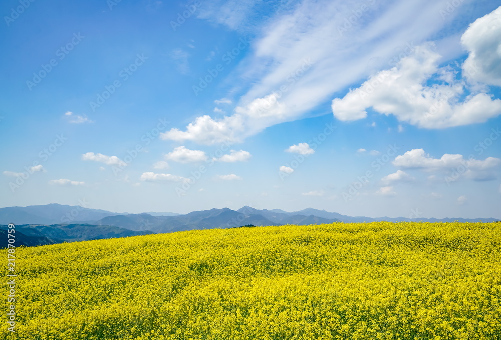 菜の花　亀石峠