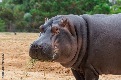 Canvas-taulu Common hippopotamus, hippopotamus amphibius, or hippo is common to Africa