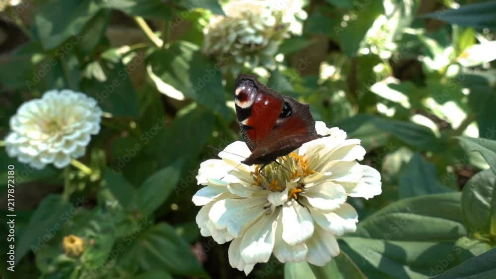 Aglais io butterfly on a flower collects nectar, opens its wings, flies away Aglais io butterfly on a flower collects nectar, opens its wings, flies away