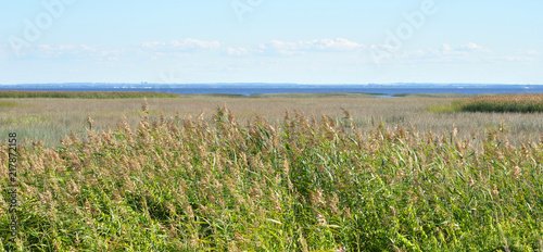 Shore of the Baltic sea with sedge thickets.