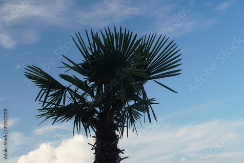 Palm leavves on a blue skyline background photo