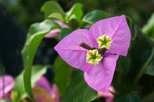 Pink bougainvillea flower close up
