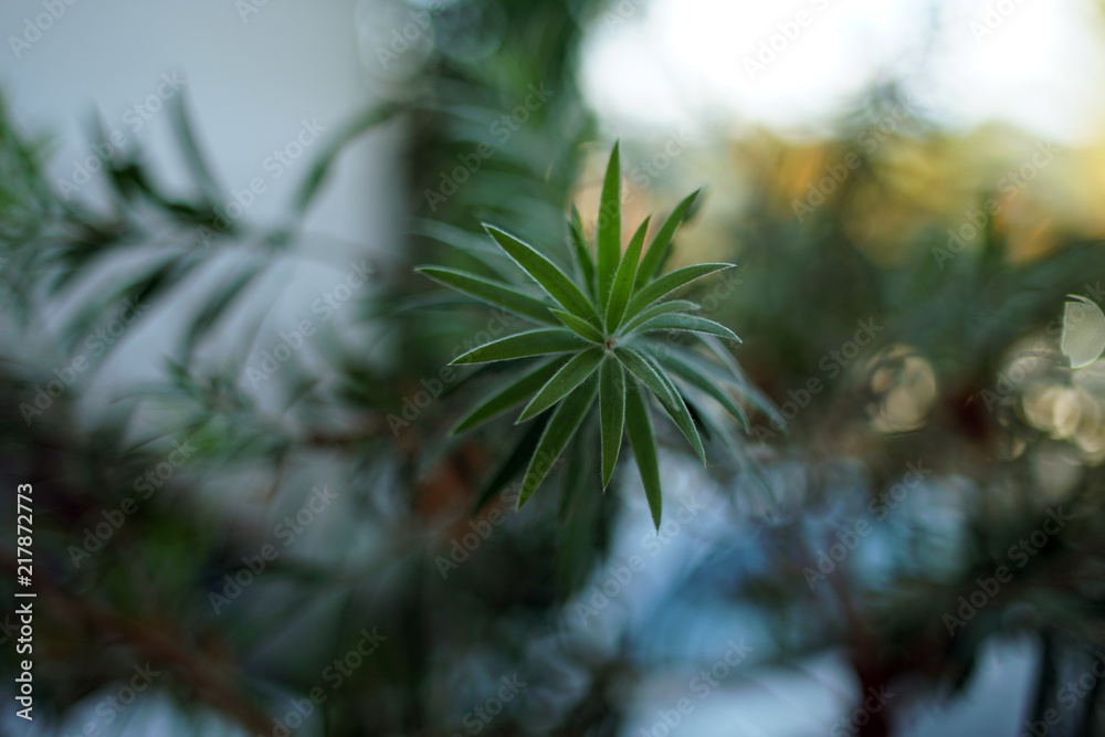 A green larch with blurred background A green larch with blurred background