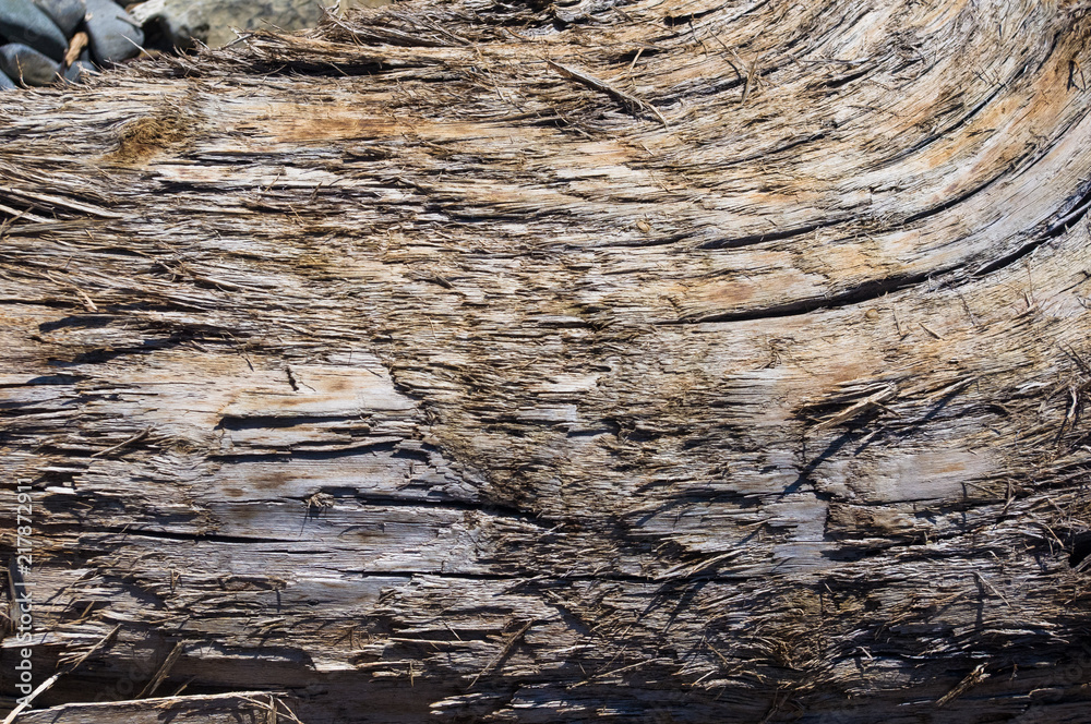 Naklejka premium Texture of old driftwood, washed up by the sea