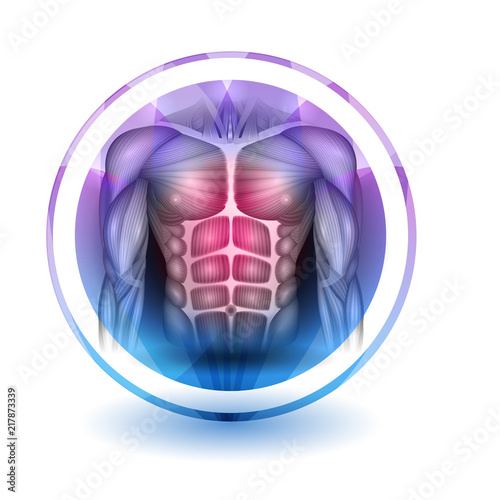 Muscles of the human body, abdomen, chest and arms, beautiful colorful icon