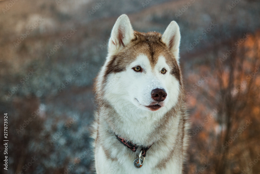 Close-up of cute Siberian Husky dog sitting is on the snow in winter forest at sunset on bright mountain background.