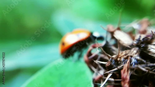 Ladybug Ladybird walks on a grass photo