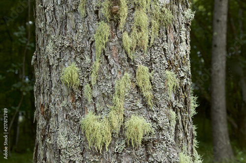 森林のカラマツに寄生するサルオガセ photo