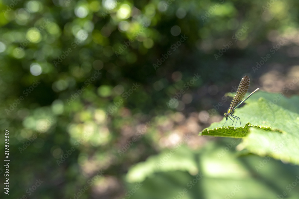 Libelle auf einem Blatt Libelle auf einem Blatt
