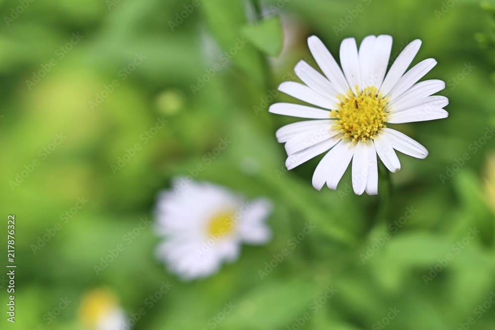 Diasy flower in garden