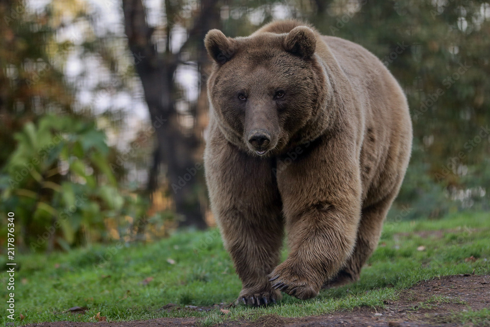 cute brown bear in forest. bear in forest landscape. cute brown bear in forest. bear in forest landscape.
