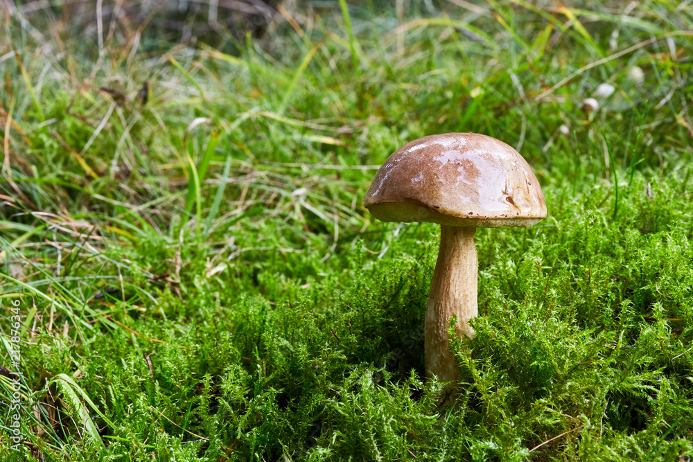 Fungus Leccinum cyaneobasileucum Fungus Leccinum cyaneobasileucum