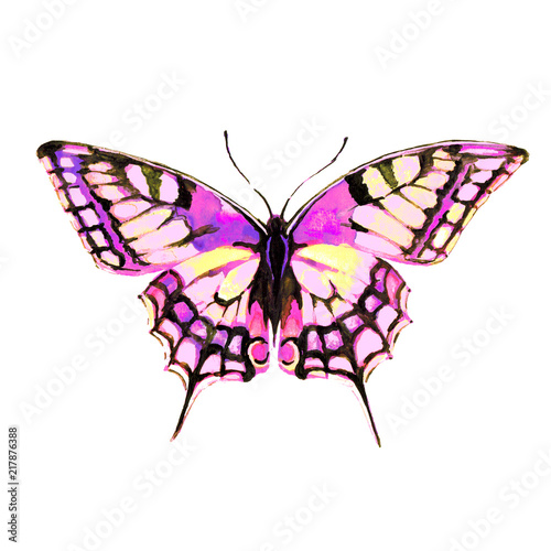 butterfly,watercolor,on a white