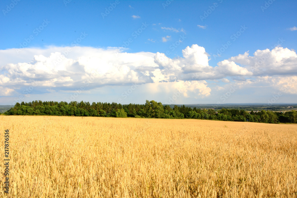 wheat field in sunlight and blue sky