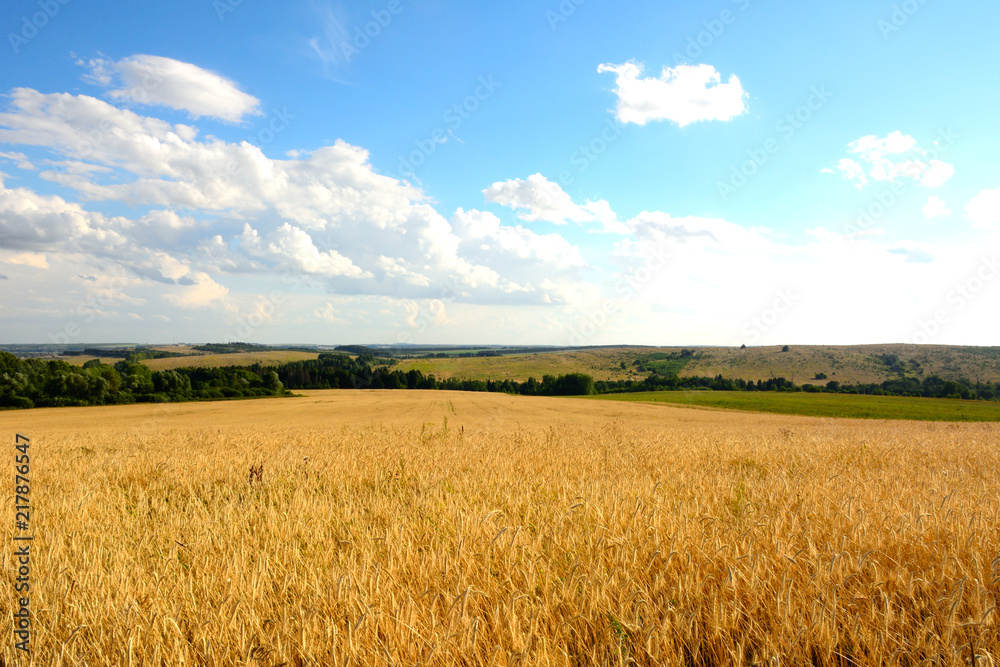wheat field in sunlight and blue sky