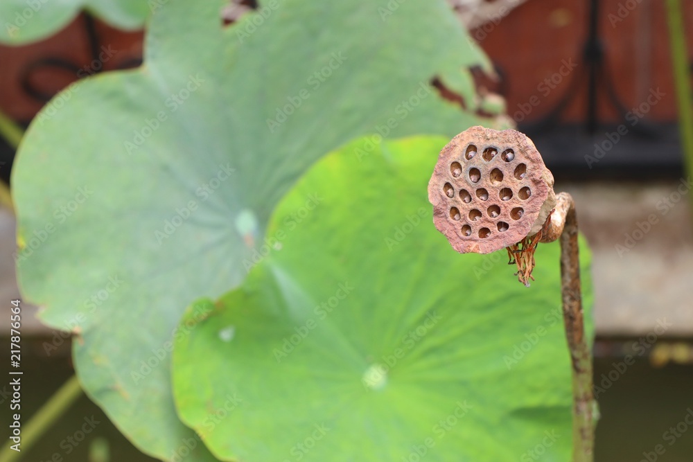 Dried lotus seed in tropical