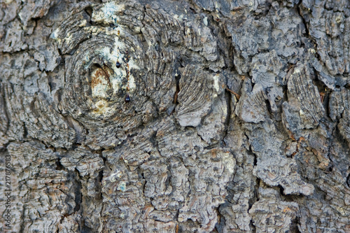 knot on spruce trunk with droplets of dried tar