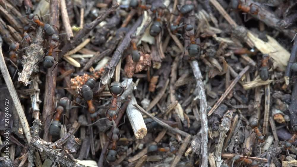 Big anthill in the woods. Big anthill with colony of ants in summer forest. Ants on the anthill in the woods closeup, macro Big anthill in the woods. Big anthill with colony of ants in summer forest. Ants on the anthill in the woods closeup, macro