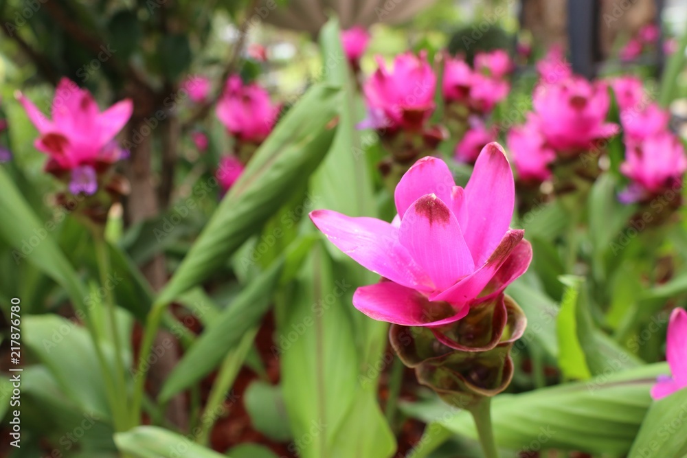 Siam tulip flowers in tropical