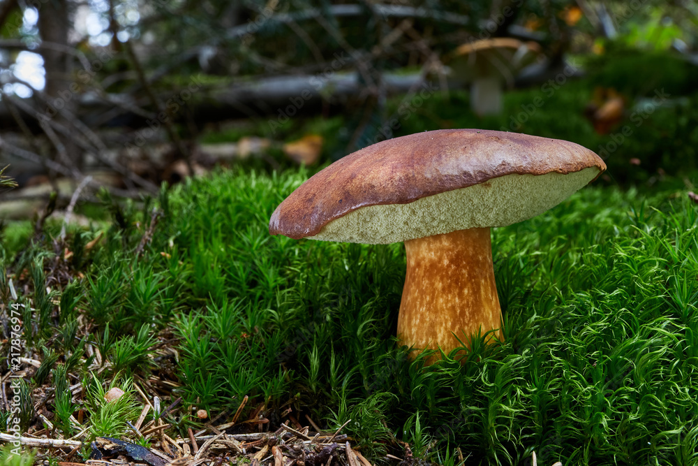 Imleria badia. Fungus in the natural environment. Imleria badia. Fungus in the natural environment.